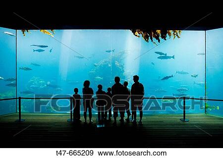 Aquarium. Alesund. More og Romsdal. Norway. View Large Photo Image Stock Photo - Aquarium. Alesund. More og Romsdal. Norway.. Fotosearch