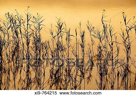 Aquatic plants in the marshy lowlands of Guadalquivir river at sunset, Isla Mayor. Doana National Park, Sevilla province, Andalucia, Spain View Large Photo Image Stock Photography - Aquatic plants in the marshy lowlands of Guadalquivir river at sunset, Isla Mayor. Doana National Park, Sevilla province, Andalucia, Spain. Fotosearch