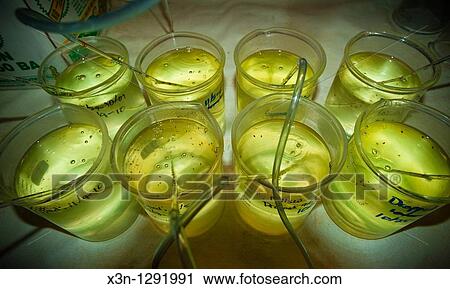 Aquatic Toxicology Lab View Large Photo Image Stock Image - Aquatic Toxicology Lab. Fotosearch
