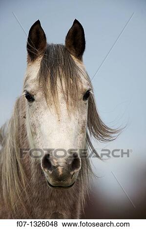 Arab Horses - Equus caballus - U K. View Large Photo Image Stock Photo - Arab Horses - Equus caballus - U K.. Fotosearch