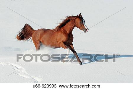 Stock Image - Arab pony running in snow. Fotosearch