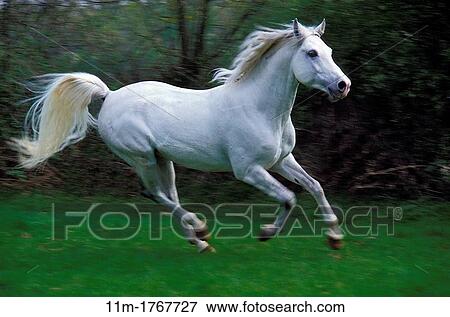Stock Photo - Arabian Horse Galloping. Fotosearch