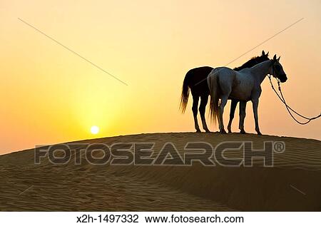 Arabian Horse in the Arabian Desert View Large Photo Image Stock Image - Arabian Horse in the Arabian Desert. Fotosearch