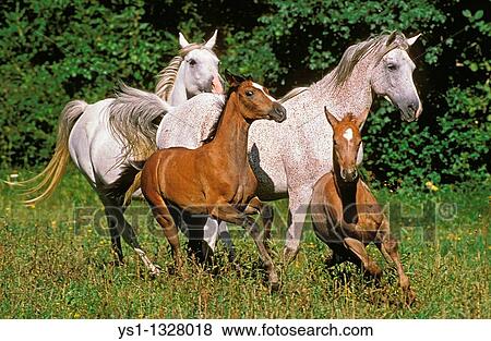 ARABIAN HORSE, MARES WITH FOALS GALLOPING THROUGH MEADOW View Large Photo Image Stock Photo - ARABIAN HORSE, MARES WITH FOALS GALLOPING THROUGH MEADOW. Fotosearch