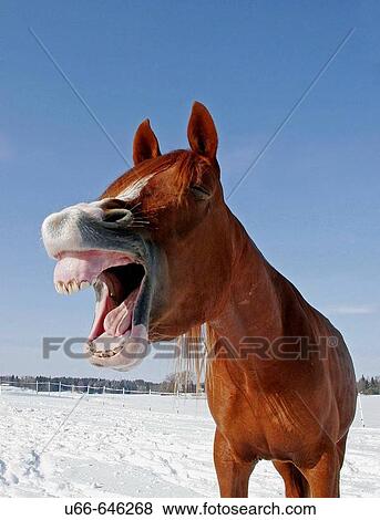 Arabian horse. Sweden View Large Photo Image Stock Photo - Arabian horse. Sweden. Fotosearch