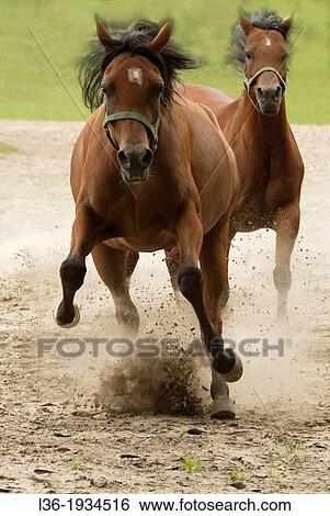 Arabian horses at Janow Podlaski Arab Horses Stud. Poland. View Large Photo Image Stock Photograph - Arabian horses at Janow Podlaski Arab Horses Stud. Poland.. Fotosearch