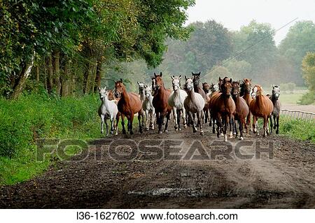 Arabian horses from the world famous Janow Podlaski stud Poland View Large Photo Image Stock Image - Arabian horses from the world famous Janow Podlaski stud Poland. Fotosearch