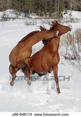 Arabian Horses View Large Photo Image Picture - Arabian Horses. Fotosearch