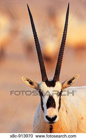 Arabian Oryx Oryx leucoryx on Sir Bani Yas Island, United Arab Emirates, April 2001 View Large Photo Image Stock Image - Arabian Oryx Oryx leucoryx on Sir Bani Yas Island, United Arab Emirates, April 2001. Fotosearch