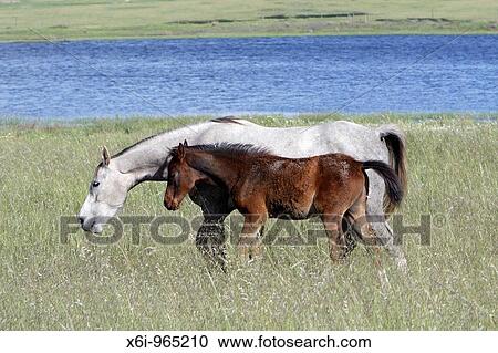 Arabic horses, mare with foal on meadow, Alentejo, Portugal View Large Photo Image Stock Image - Arabic horses, mare with foal on meadow, Alentejo, Portugal. Fotosearch