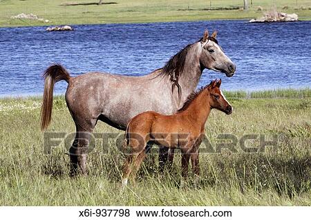Arabic horses - mare with foal, on water meadow, Alentejo, Portugal View Large Photo Image Stock Photo - Arabic horses - mare with foal, on water meadow, Alentejo, Portugal. Fotosearch