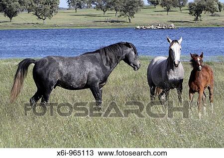 Arabic Horses, stallion, mare and foal on meadow, region of Alentejo, Portugal View Large Photo Image Stock Image - Arabic Horses, stallion, mare and foal on meadow, region of Alentejo, Portugal. Fotosearch