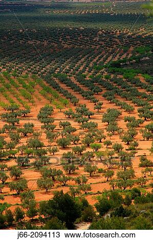 Stock Image - arable landscape of olive and almond Benejama, region Vinalopo. Alicante.. Fotosearch