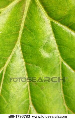 Araceae leaf, close up View Large Photo Image Stock Image - Araceae leaf, close up. Fotosearch