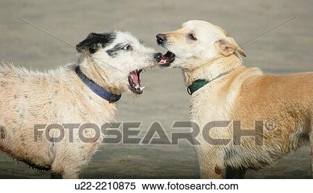 Arambol, Goa, India: dogs playing at the beach View Large Photo Image Stock Photography - Arambol, Goa, India: dogs playing at the beach. Fotosearch