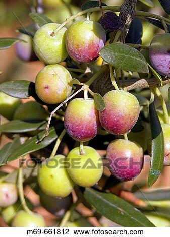 Arbequinas olives View Large Photo Image Stock Image - Arbequinas olives. Fotosearch