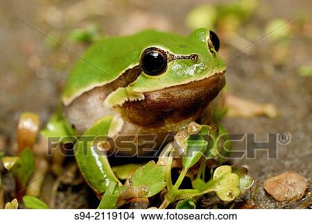 Arboreal tree frog (Hyla arborea) in Ciglat, Male Levare area, region of Zahorie, Slovakia. View Large Photo Image Picture - Arboreal tree frog (Hyla arborea) in Ciglat, Male Levare area, region of Zahorie, Slovakia.. Fotosearch