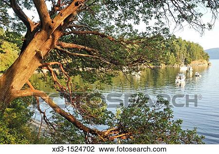 arbutus or madrone arbutus menziesii tree and anchored boats, Tent Island, Gulf Islands, British Columbia, Canada View Large Photo Image Stock Image - arbutus or madrone arbutus menziesii tree and anchored boats, Tent Island, Gulf Islands, British Columbia, Canada. Fotosearch