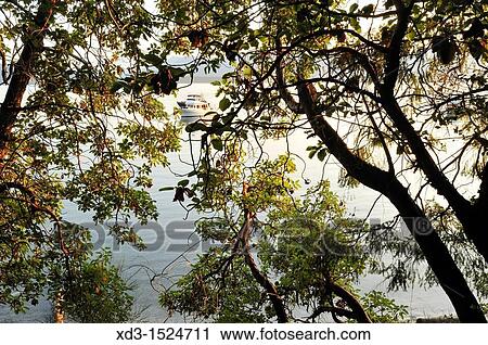 Arbutus or Madrone Arbutus menziesii trees and anchored boat, Tent Island, Gulf Islands, British Columbia, Canada View Large Photo Image Stock Image - Arbutus or Madrone Arbutus menziesii trees and anchored boat, Tent Island, Gulf Islands, British Columbia, Canada. Fotosearch