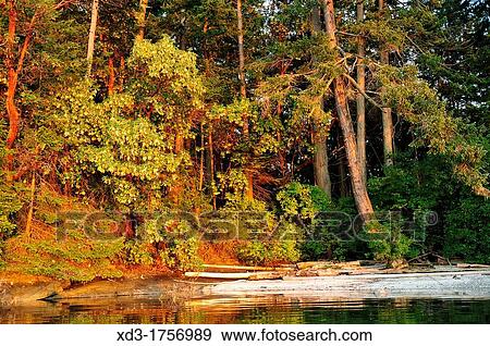 arbutus or madrone, Arbutus menziesii, trees, Russell Island, Gulf Islands, British Columbia, Canada View Large Photo Image Stock Photo - arbutus or madrone, Arbutus menziesii, trees, Russell Island, Gulf Islands, British Columbia, Canada. Fotosearch