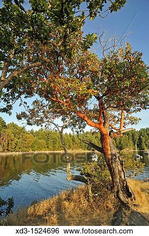 arbutus or madrone arbutus menziesii trees, Tent Island, Gulf Islands, British Columbia, Canada View Large Photo Image Stock Photograph - arbutus or madrone arbutus menziesii trees, Tent Island, Gulf Islands, British Columbia, Canada. Fotosearch