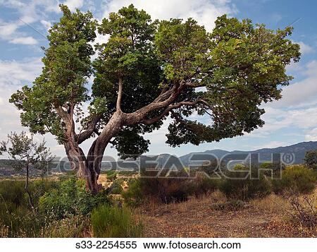Arbutus unedo in Cadalso de los Vidrios. Madrid. Spain. Europe. View Large Photo Image Stock Photography - Arbutus unedo in Cadalso de los Vidrios. Madrid. Spain. Europe.. Fotosearch