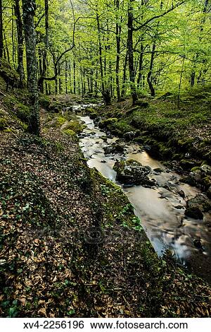Arce Valley forest, Navarre, Spain. View Large Photo Image Stock Photograph - Arce Valley forest, Navarre, Spain.. Fotosearch