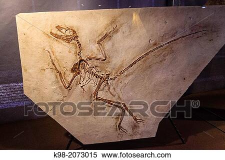 Stock Photography - Archaeopteryx, 150 my, Jurasic, Gallery of Evolution, Dinosauria (Dinosar Museum), Esp? raza, Languedoc-Roussillon, Aude department, France. Fotosearch