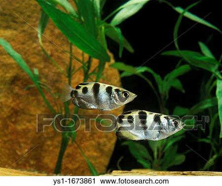 Archer Fish, toxotes jaculatrix View Large Photo Image Stock Image - Archer Fish, toxotes jaculatrix. Fotosearch