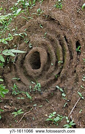 Architecture Animal Harvester Ants Nest, Satara, Maharashtra, India View Large Photo Image Stock Photograph - Architecture Animal Harvester Ants Nest, Satara, Maharashtra, India. Fotosearch
