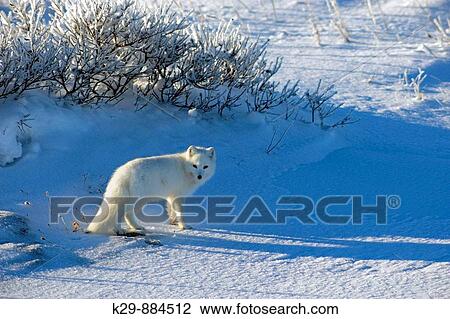 Arctic fox Alopex lagopus Hunting View Large Photo Image Stock Image - Arctic fox Alopex lagopus Hunting. Fotosearch