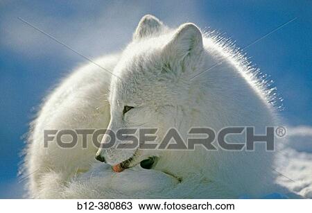 Stock Image - Arctic Fox (Alopex Lagopus). Open Mouth. Winter. Canada. Fotosearch