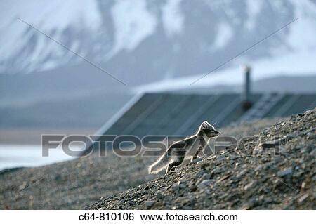 Stock Photograph - Arctic Fox (Vulpes lagopus). Spitsbergen island, Svalbard archipelago, Arctic Ocean, Norway. Fotosearch