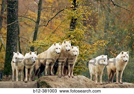 Arctic or Canadian wolf in autumn. Loup arctique ou du Canada. Canis lupus. View Large Photo Image Stock Image - Arctic or Canadian wolf in autumn. Loup arctique ou du Canada. Canis lupus.. Fotosearch
