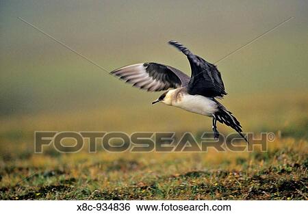 Arctic Skua Stercorarius parasiticus Landing in fog in moorland Europe, Great Britain, Scotland, Shetland Islands, Fair Isle, May 1999 View Large Photo Image Stock Photograph - Arctic Skua Stercorarius parasiticus Landing in fog in moorland Europe, Great Britain, Scotland, Shetland Islands, Fair Isle, May 1999. Fotosearch