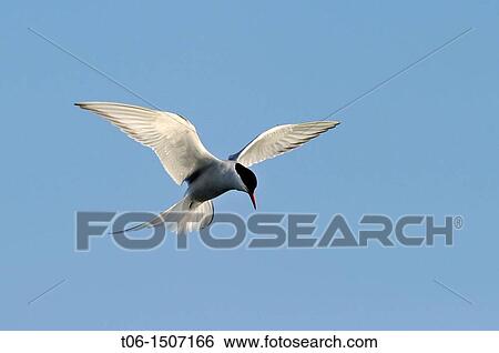 Arctic tern flying Sterna paradisaea Foxe Basin, Nunavut, Canada View Large Photo Image Stock Photograph - Arctic tern flying Sterna paradisaea Foxe Basin, Nunavut, Canada. Fotosearch