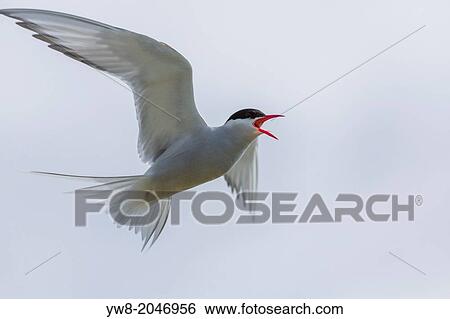 Stock Photograph - Arctic Tern in Flight, Iceland.. Fotosearch