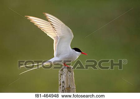 Arctic Tern (Sterna paradisaea) adult alighting on post in evening light. Iceland. View Large Photo Image Stock Photo - Arctic Tern (Sterna paradisaea) adult alighting on post in evening light. Iceland.. Fotosearch