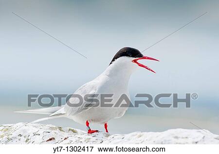 Stock Photo - Arctic Tern Sterna paradisaea on the Farne Islands, England. Fotosearch