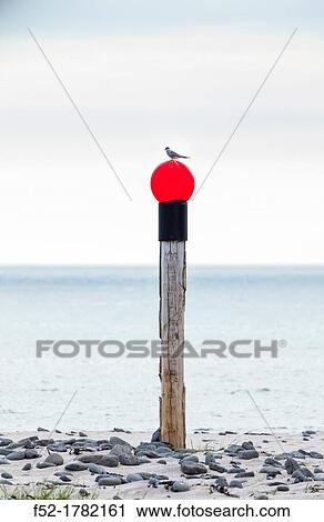 Arctic Tern Sterna paradisaea, Latrabjarg, Westfjords, Iceland, Europe. View Large Photo Image Stock Image - Arctic Tern Sterna paradisaea, Latrabjarg, Westfjords, Iceland, Europe.. Fotosearch