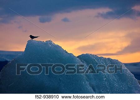 Arctic Tern (Sterna paradisaea), JokulsBrl? n glacial lake, Vatnajokull glacier, Iceland View Large Photo Image Stock Image - Arctic Tern (Sterna paradisaea), JokulsBrl? n glacial lake, Vatnajokull glacier, Iceland. Fotosearch