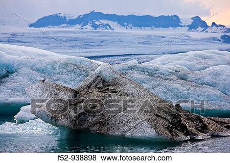 Arctic Tern (Sterna paradisaea), JokulsBrl? n glacial lake, Vatnajokull glacier, Iceland View Large Photo Image Stock Photo - Arctic Tern (Sterna paradisaea), JokulsBrl? n glacial lake, Vatnajokull glacier, Iceland. Fotosearch