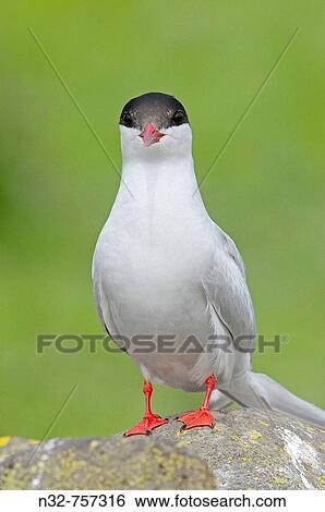 Arctic Tern (Sterna Paradisaea). Scotland. U. K View Large Photo Image Stock Photograph - Arctic Tern (Sterna Paradisaea). Scotland. U. K. Fotosearch