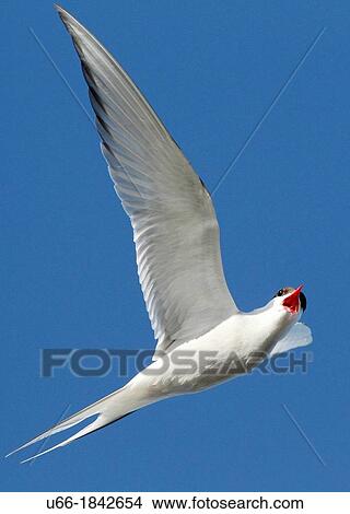 Arctic tern Sterna paradisaea Sweden. View Large Photo Image Picture - Arctic tern Sterna paradisaea Sweden.. Fotosearch