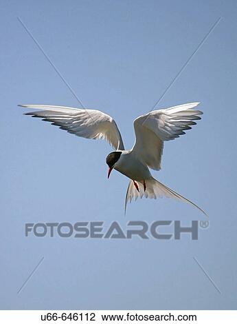 Arctic Tern (Sterna paradisaea). Sweden. View Large Photo Image Stock Image - Arctic Tern (Sterna paradisaea). Sweden.. Fotosearch
