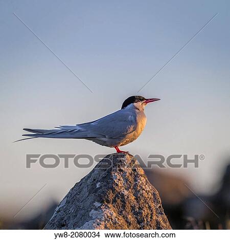 Picture - Arctic Terns (Sterna paradisaea), Flatey Island, Breidafjordur, Iceland.. Fotosearch