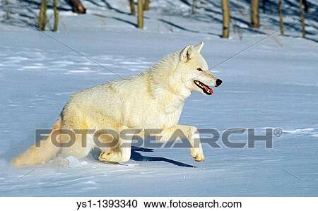 Arctic Wolf, canis lupus tundrarum, Adulte running on Snow, Canada View Large Photo Image Stock Image - Arctic Wolf, canis lupus tundrarum, Adulte running on Snow, Canada. Fotosearch