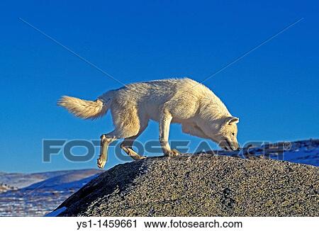 ARCTIC WOLF canis lupus tundrarum, ADULT SMELLING ON ROCK, ALASKA View Large Photo Image Stock Image - ARCTIC WOLF canis lupus tundrarum, ADULT SMELLING ON ROCK, ALASKA. Fotosearch