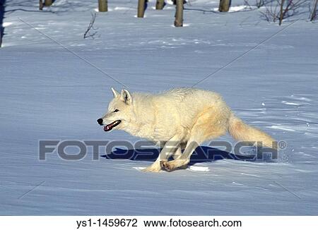 ARCTIC WOLF canis lupus tundrarum, ADULT RUNNING ON SNOW, ALASKA View Large Photo Image Stock Image - ARCTIC WOLF canis lupus tundrarum, ADULT RUNNING ON SNOW, ALASKA. Fotosearch