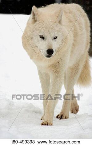 Arctic Wolf View Large Photo Image Stock Photo - Arctic Wolf. Fotosearch